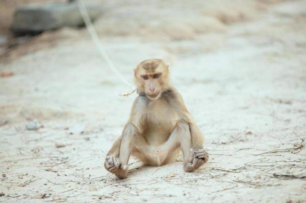 Hugs Guesthouse Ko Lanta Zewnętrze zdjęcie
